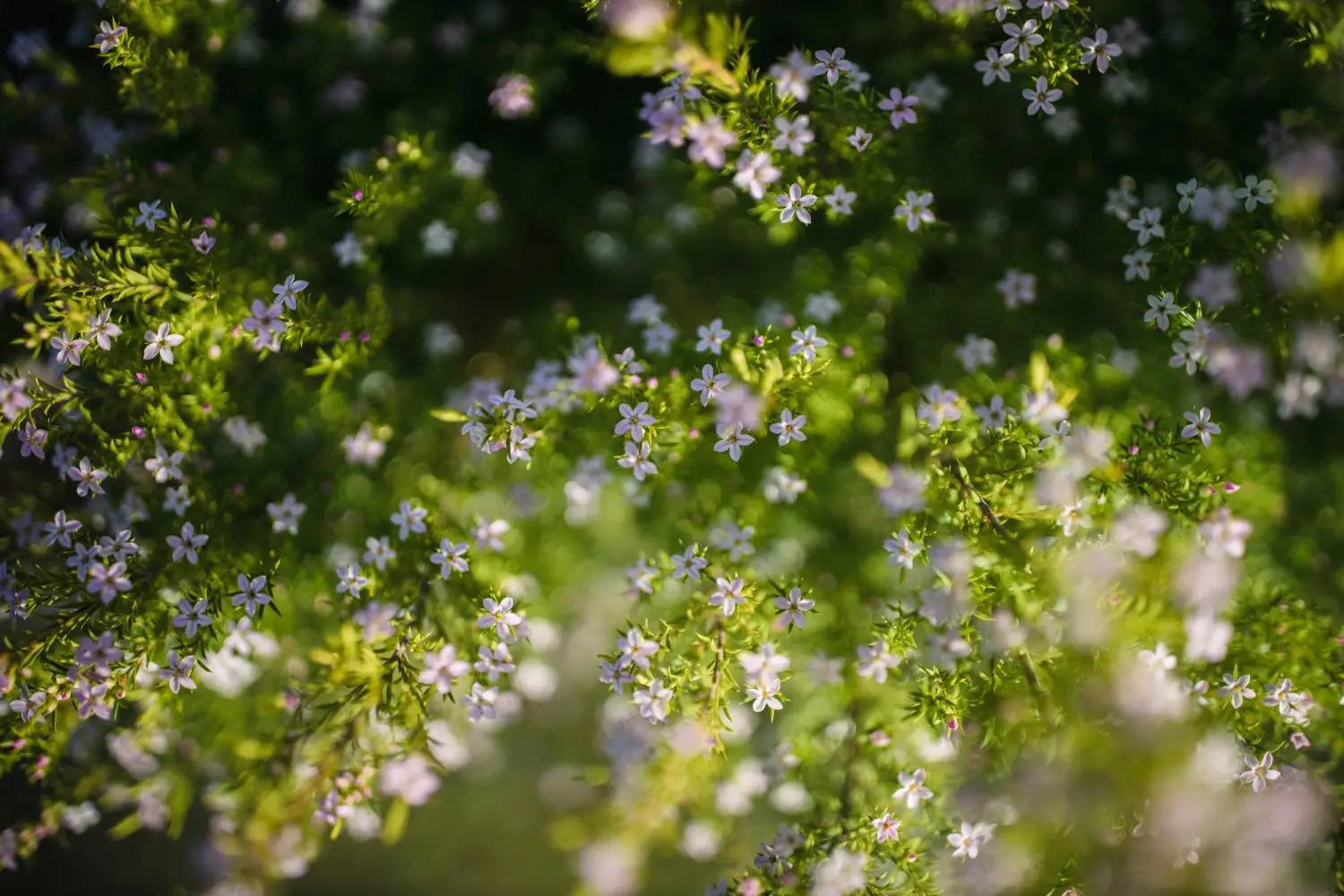 Wildflower Sticker Set - Image 2