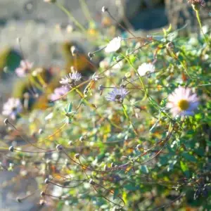 Wildflower Sticker Set